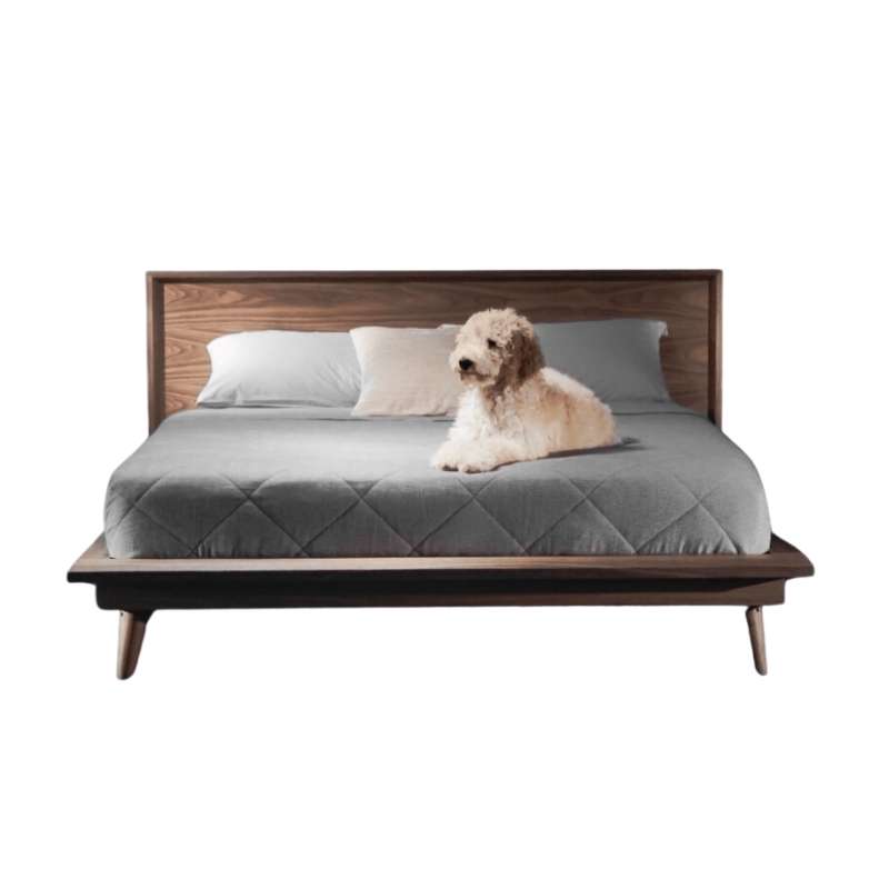 Dog Sitting on Top of The Asher Bed With Walnut Veneer Finish